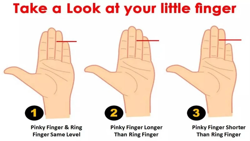 The Influence Of Finger Lengths On Personality Traits